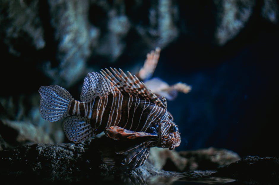 Symmetrical pattern of red opalescent lionfish with flowing fins, arranged in a kaleidoscope design against a vibrant background. — base photo: A vibrant red lionfish, rendered with a lustrous, opalescent sheen, is captured mid-swim. The lighti