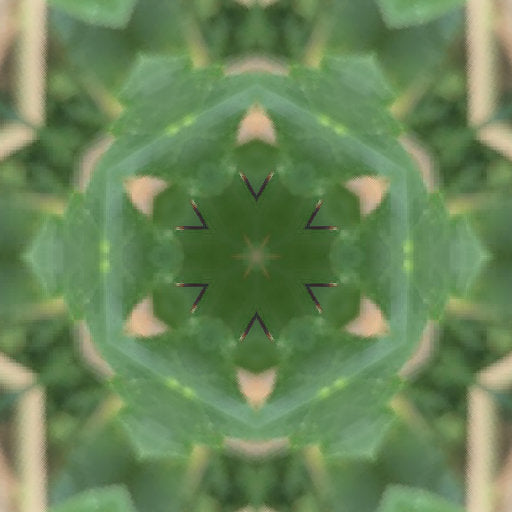 Entomology Kaleidoscope wallpaper pattern