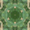 Entomology Kaleidoscope wallpaper pattern