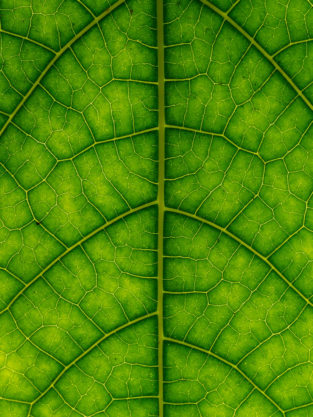 Botanics Kaleidoscope wallpaper pattern — base photo: a close up view of a green leaf