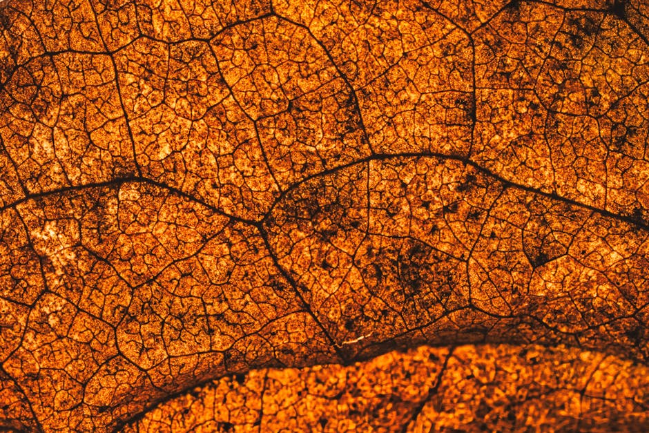 Mineralogy Kaleidoscope wallpaper pattern — base photo: Detailed macro photograph of an autumn leaf showcasing its intricate orange texture and veins.