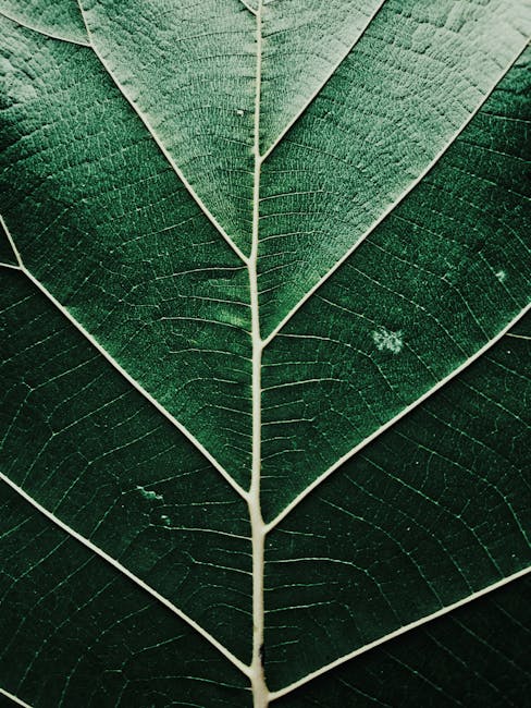 Fractals Pinwheel wallpaper pattern — base photo: Detailed macro shot of a large green leaf showcasing its intricate vein patterns and texture.