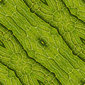 Chemistry Diamond wallpaper pattern