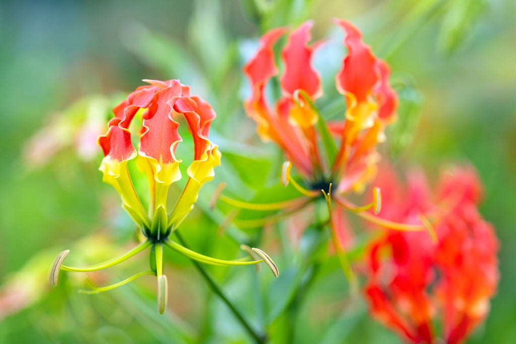 Botanics Mirror wallpaper pattern — base photo: Flame lily flowers with a bokeh background. Gloriosa superba.