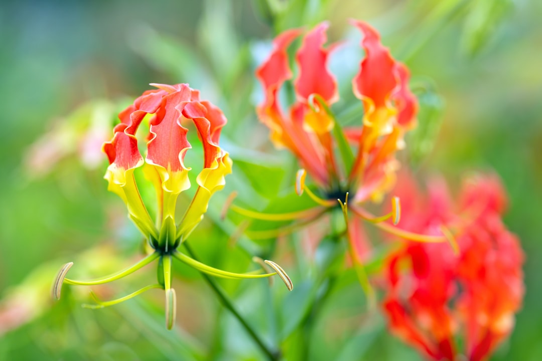 Botanics Mirror wallpaper pattern — base photo: Flame lily flowers with a bokeh background. Gloriosa superba.