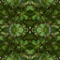 Portraits Mirror wallpaper pattern