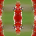 Botanics Mirror wallpaper pattern