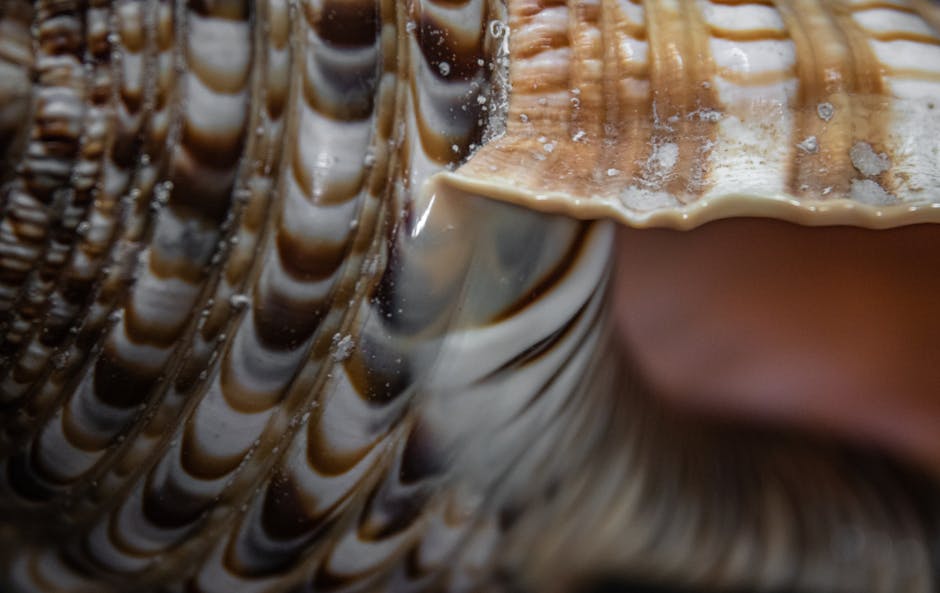 Statistics Mirror wallpaper pattern — base photo: Detailed close-up of a striped seashell showing intricate textures and natural patterns.