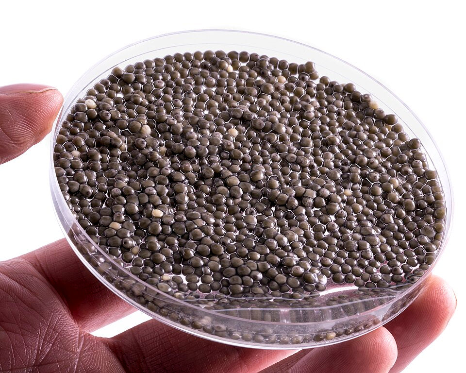Seamless hex wallpaper pattern — Medicine by wallpaper⁶ — base photo: File:Pallid Sturgeon Eggs - petri dish.jpg