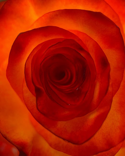 Seamless hex wallpaper pattern — Geometry by wallpaper⁶ — base photo: A stunning close-up of a vibrant red rose in full bloom, showcasing intricate petal details.