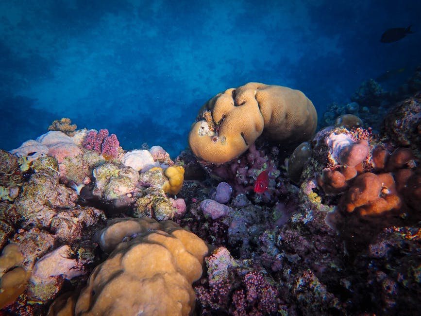 3D Brick wallpaper pattern — base photo: Explore a vibrant underwater coral reef ecosystem showcasing diverse marine life and colorful corals