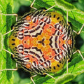 Entomology Hexagon wallpaper pattern