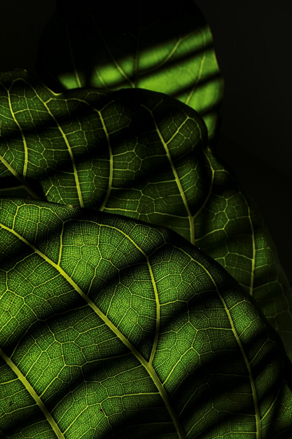 Portraits Hexagon wallpaper pattern — base photo: A close up of a large green leaf
