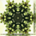 Seamless kaleidoscope wallpaper pattern — Biochemistry by wallpaper⁶