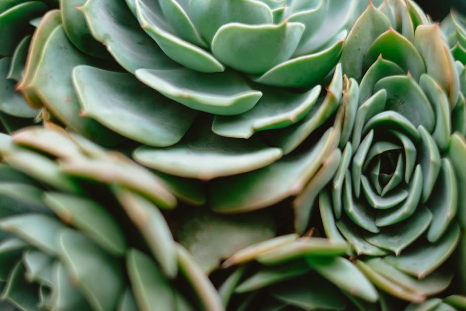 Echeveria succulent leaves arranged in a repeating wave pattern, showcasing natural green hues and intricate textures. Botany-inspired self-adhesive wallpaper. — base photo: A striking, close-up view of an Echeveria succulent, highlighting the perfectly geometric arrangemen