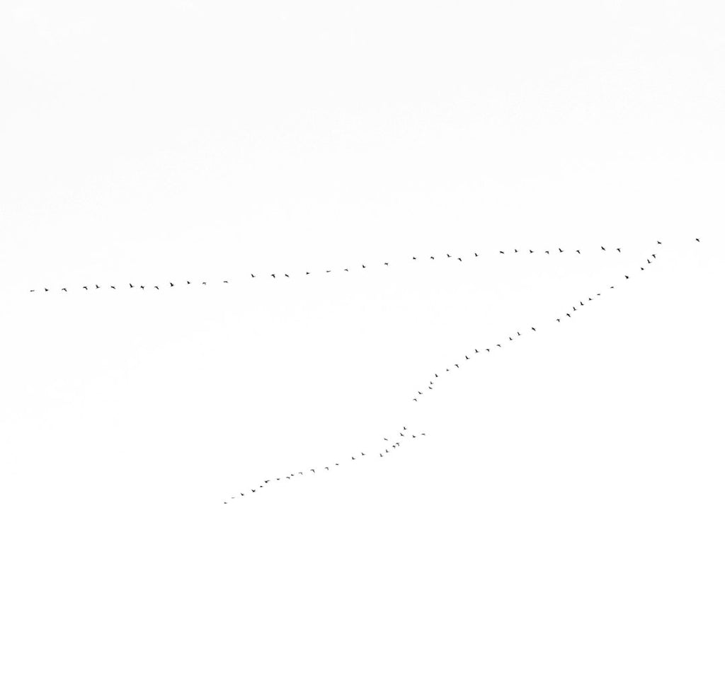 WALLPAPER⁶ — seamless mirror4 pattern from scatter plot data, Statistics — base photo: Follow the Pattern to make something different 🦅🦅