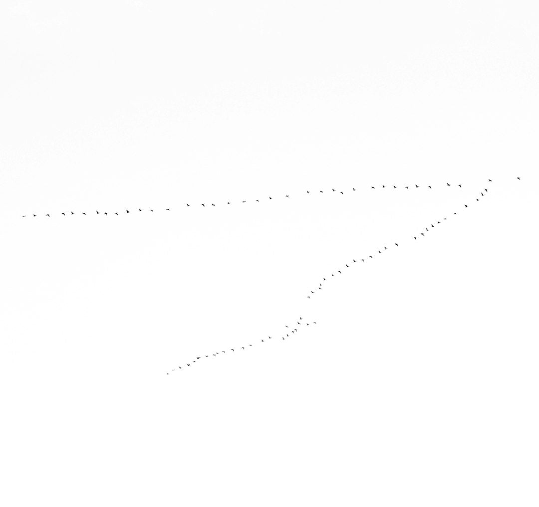 WALLPAPER⁶ — seamless mirror4 pattern from scatter plot data, Statistics — base photo: Follow the Pattern to make something different 🦅🦅