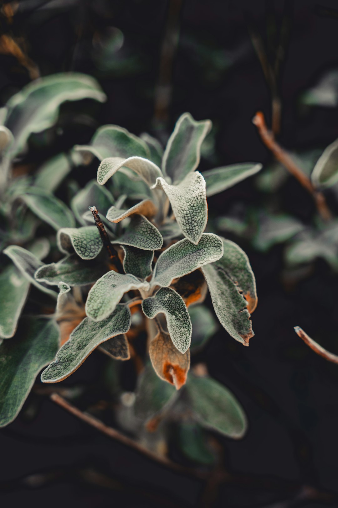Botanics Hexagon wallpaper pattern — base photo: a close up of a plant with green leaves