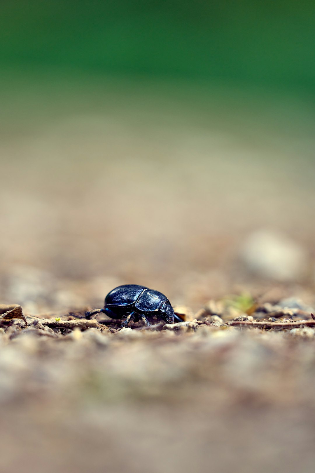 Entomology Mirror wallpaper pattern — base photo: a small black bug crawling on the ground