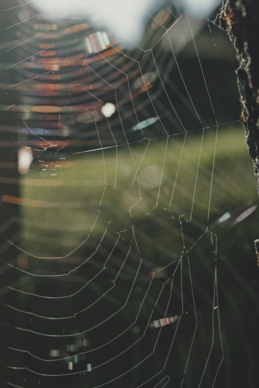 Meteorology Diamond wallpaper pattern — base photo: Layered webs stretch between trunk and garden, with small rainbow flashes moving through the strands