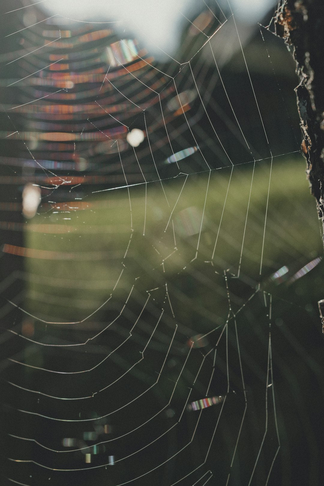 Meteorology Diamond wallpaper pattern — base photo: Layered webs stretch between trunk and garden, with small rainbow flashes moving through the strands