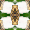 Entomology Mirror wallpaper pattern