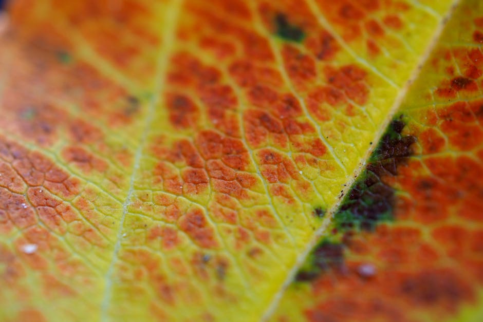 Seamless hex wallpaper pattern — Medicine by wallpaper⁶ — base photo: Macro photography of a vibrant orange and yellow autumn leaf displaying intricate veins and natural 
