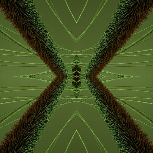 WALLPAPER⁶ — seamless mirror4 pattern from pollen grain microscope, Biology