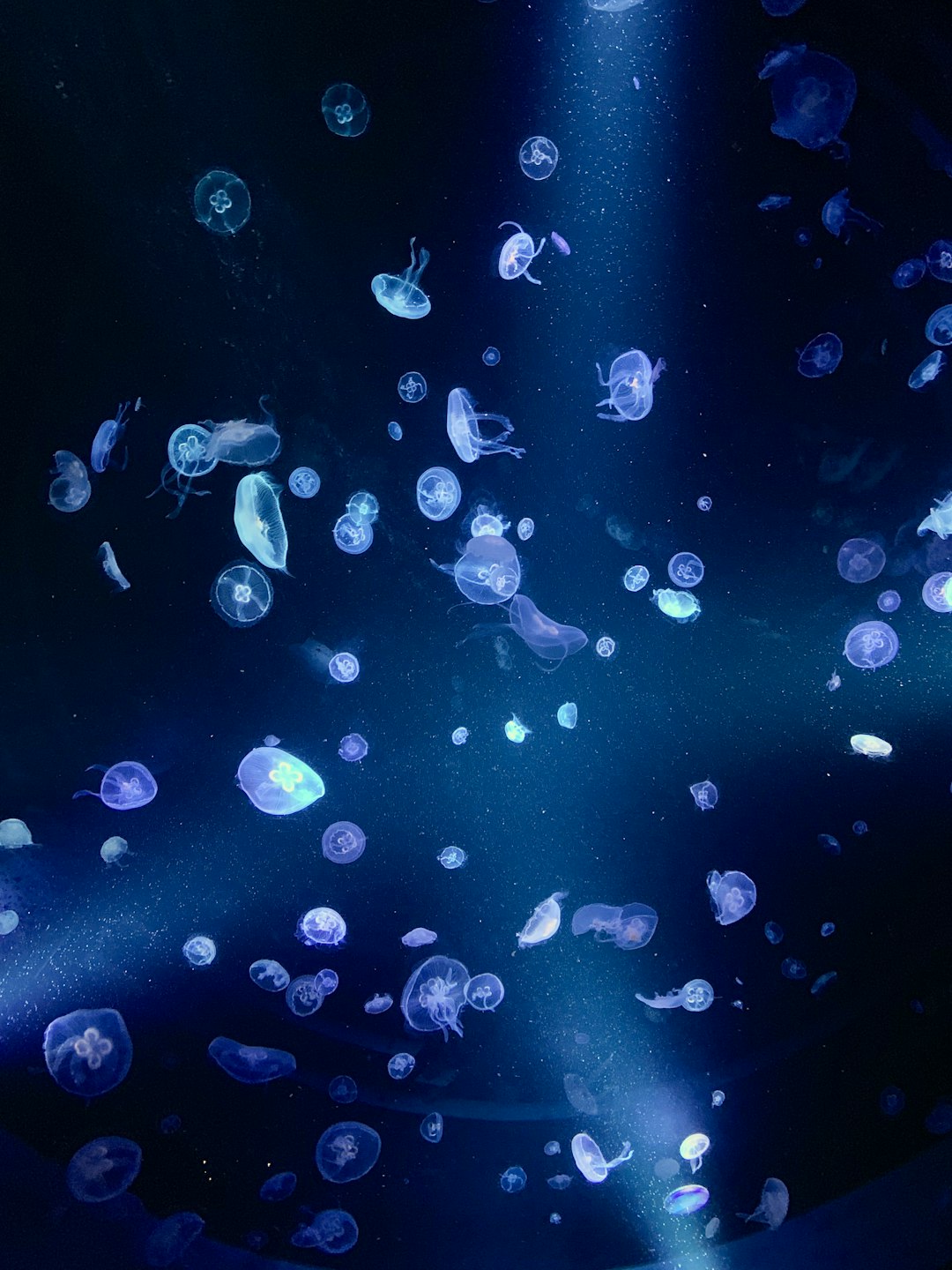 A repeating kaleidoscope pattern of jellyfish, featuring translucent bodies and tentacles in shades of blue and purple, creating a mesmerizing underwater effect. — base photo: A serene underwater scene where a cluster of translucent jellyfish drifts gracefully. Soft light fil