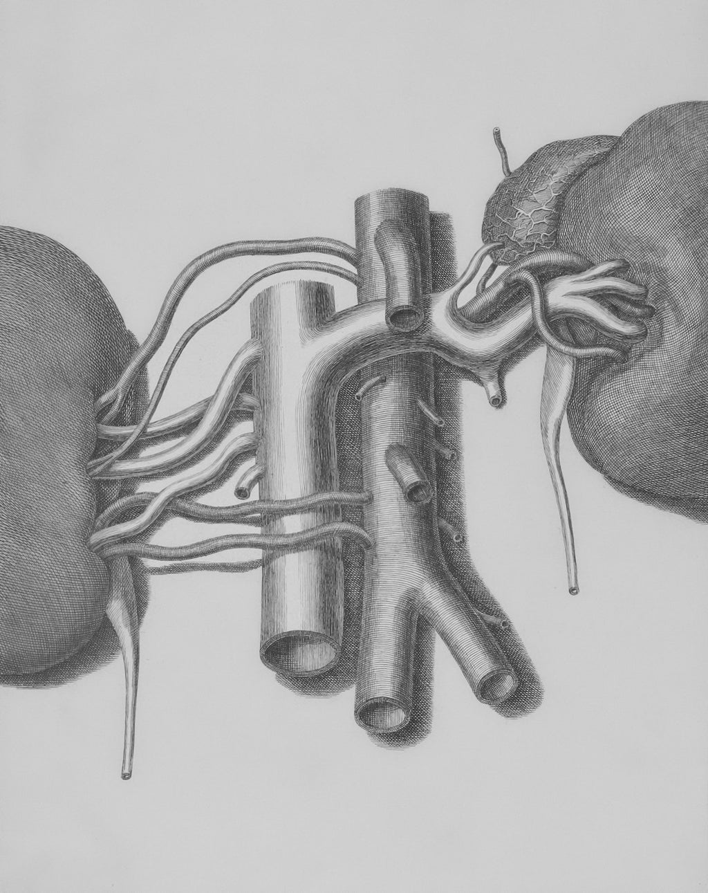 Seamless hex wallpaper pattern — Biochemistry by wallpaper⁶ — base photo: Title: Kidneys and arteries Creator: Date: 1700/1850 Providing institution: Universitaire Bibliothek