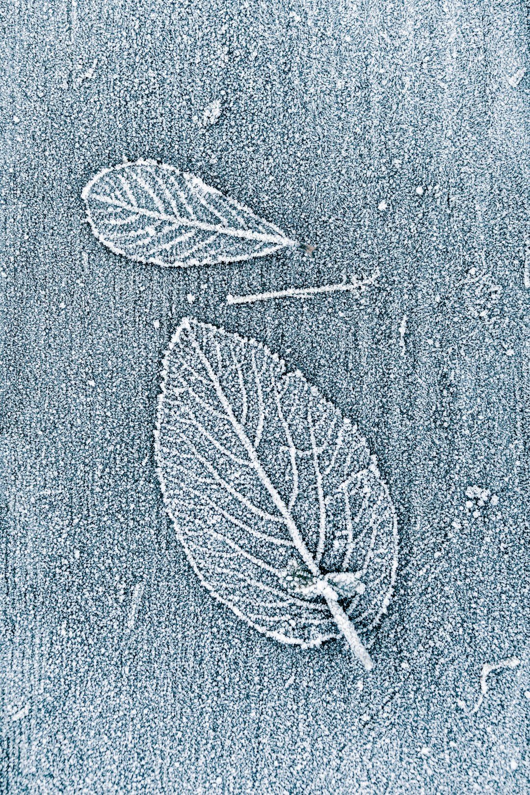Biology Hexagon wallpaper pattern — base photo: a leaf is shown on a frosty surface