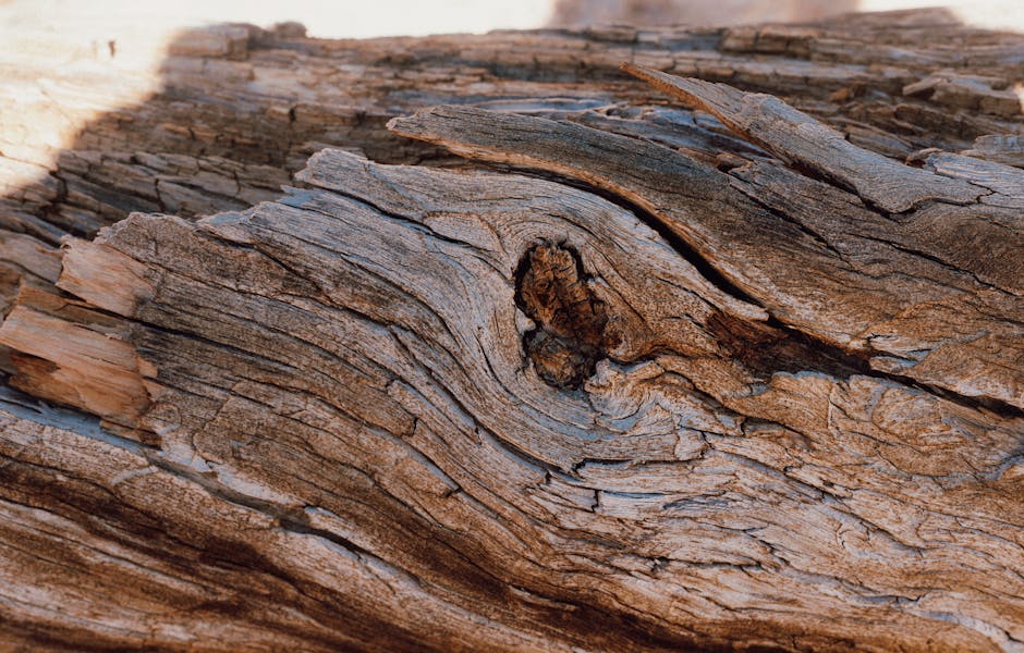 Topology Kaleidoscope wallpaper pattern — base photo: Detail of an aged and weathered tree trunk showcasing natural patterns and textures.