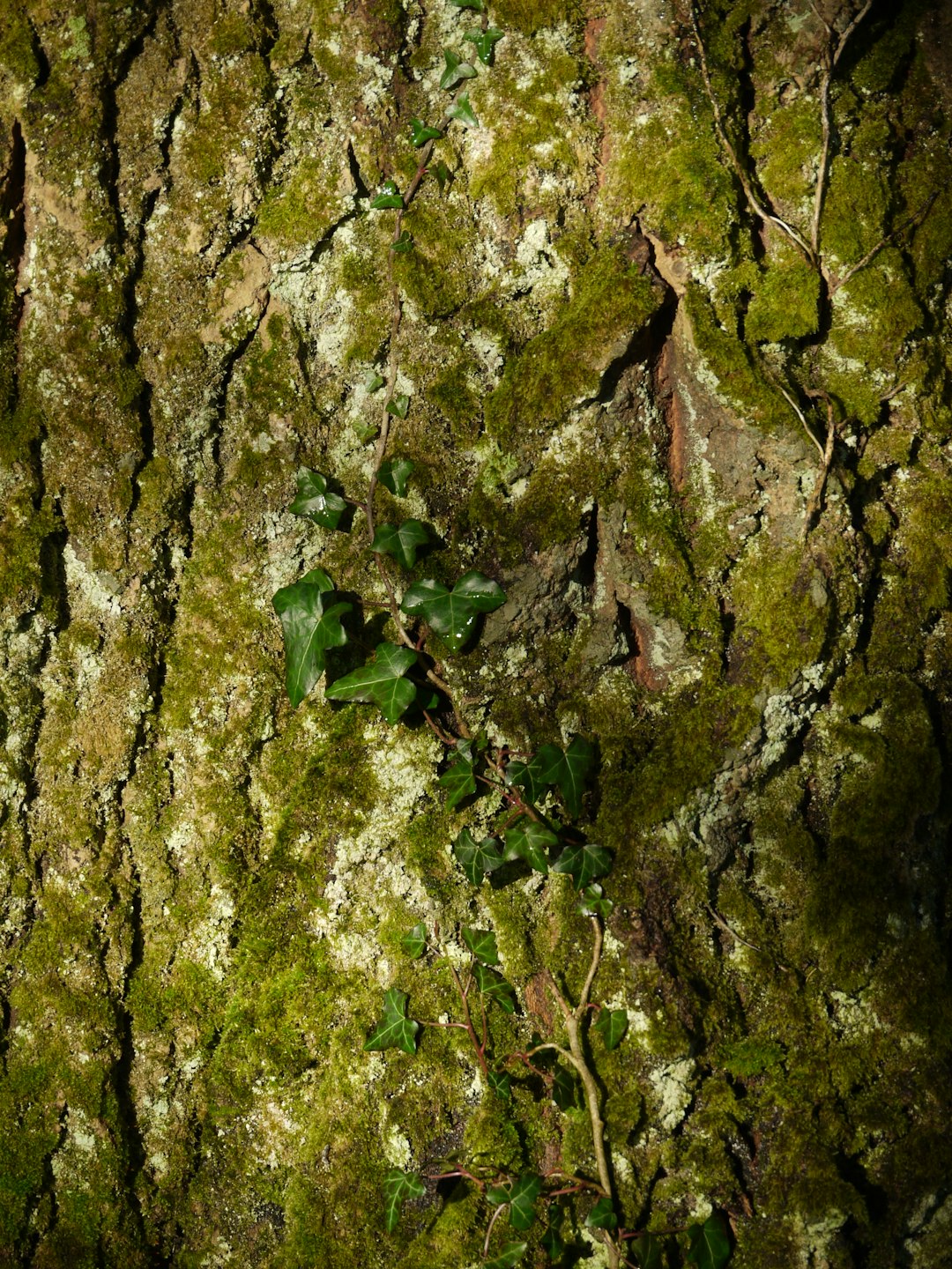 Seamless hex wallpaper pattern — Calligraphy by wallpaper⁶ — base photo: Moss and ivy growing on tree bark