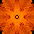 Seamless kaleidoscope wallpaper pattern — Calligraphy by wallpaper⁶