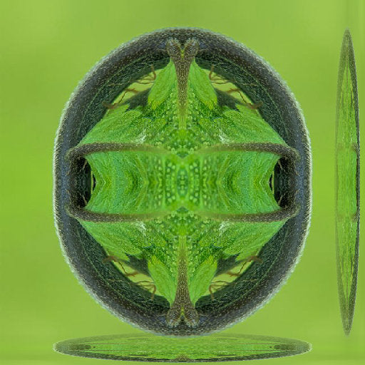 A symmetrical mirror pattern of lush green ferns and forest leaves, creating a diamond-like geometric botanical structure.