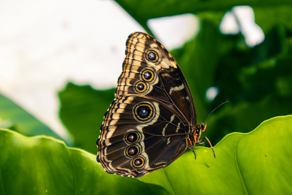 Entomology Mirror wallpaper pattern — base photo: Taken at Butterfly World Farm Park - Swindon, UK in 2023