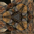 Entomology Hexagon wallpaper pattern