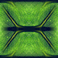 Botanics Mirror wallpaper pattern