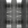 Seamless mirror wallpaper pattern — Biochemistry by wallpaper⁶