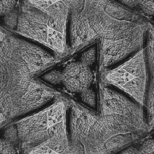 Black and white macro of leaf veins arranged in a hexagonal pattern, representing the Projective Plane Topology wallpaper.