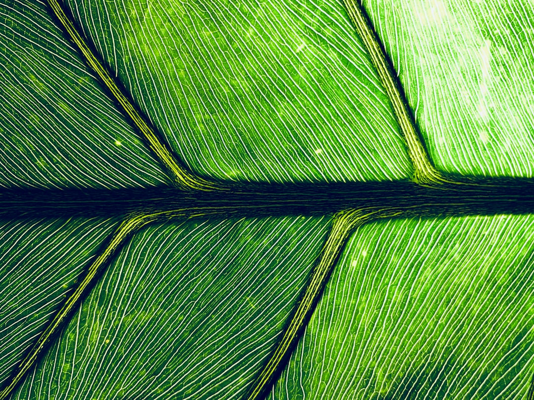 Botanics Mirror wallpaper pattern — base photo: macro photography of green leaf
