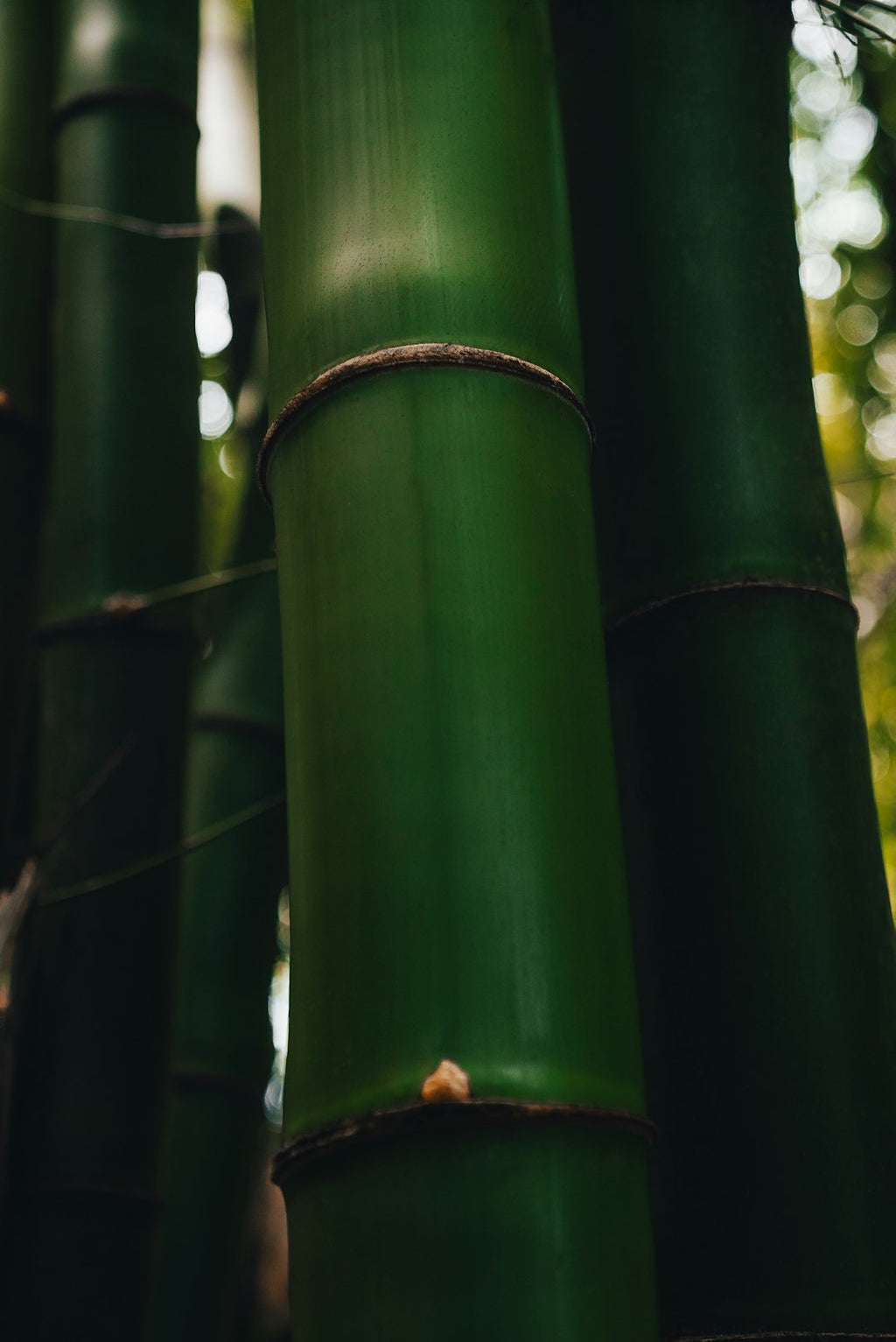 Botanics Hexagon wallpaper pattern — base photo:  Bamboo Forest
