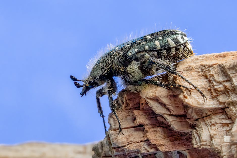 Entomology Diamond wallpaper pattern — base photo: Close-up view of a beetle with hairy legs and detailed exoskeleton in nature.