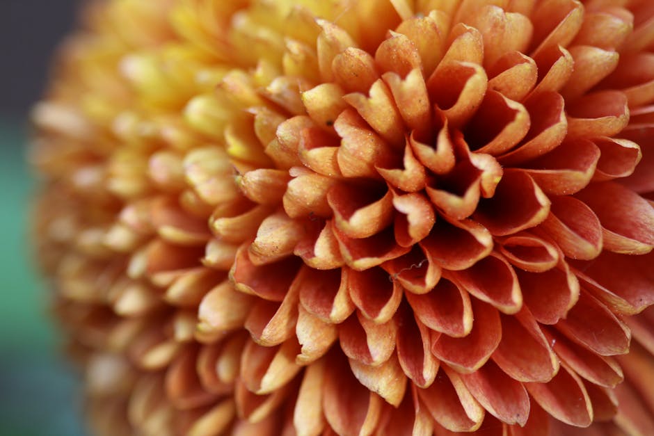 Algorithms Hexagon wallpaper pattern — base photo: Detailed macro shot of vibrant orange dahlia petals showcasing floral beauty.