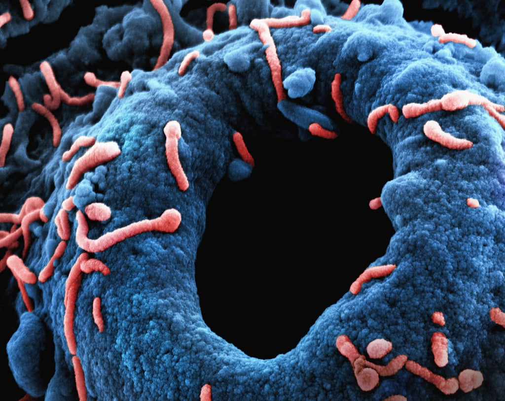 Biology Wave wallpaper pattern — base photo: Marburg Virus Particles Colorized scanning electron micrograph of Marburg virus particles (red) both