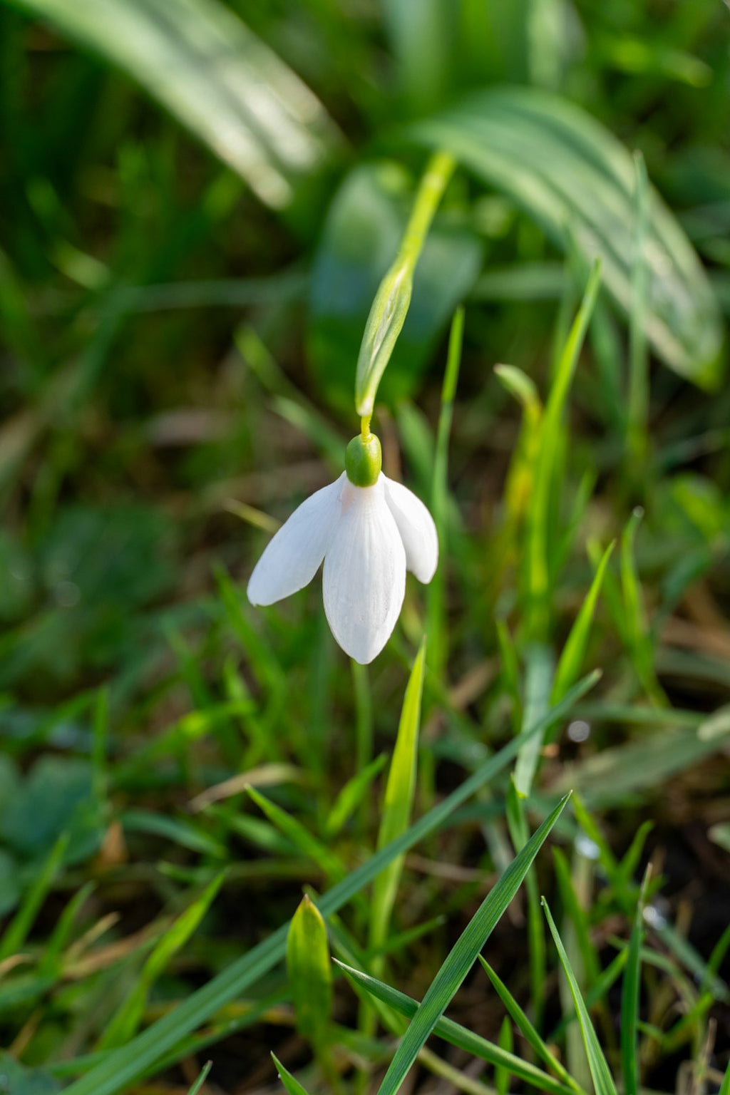 Botanics Wave wallpaper pattern — base photo: A single white snowdrop flower blooms in green grass.