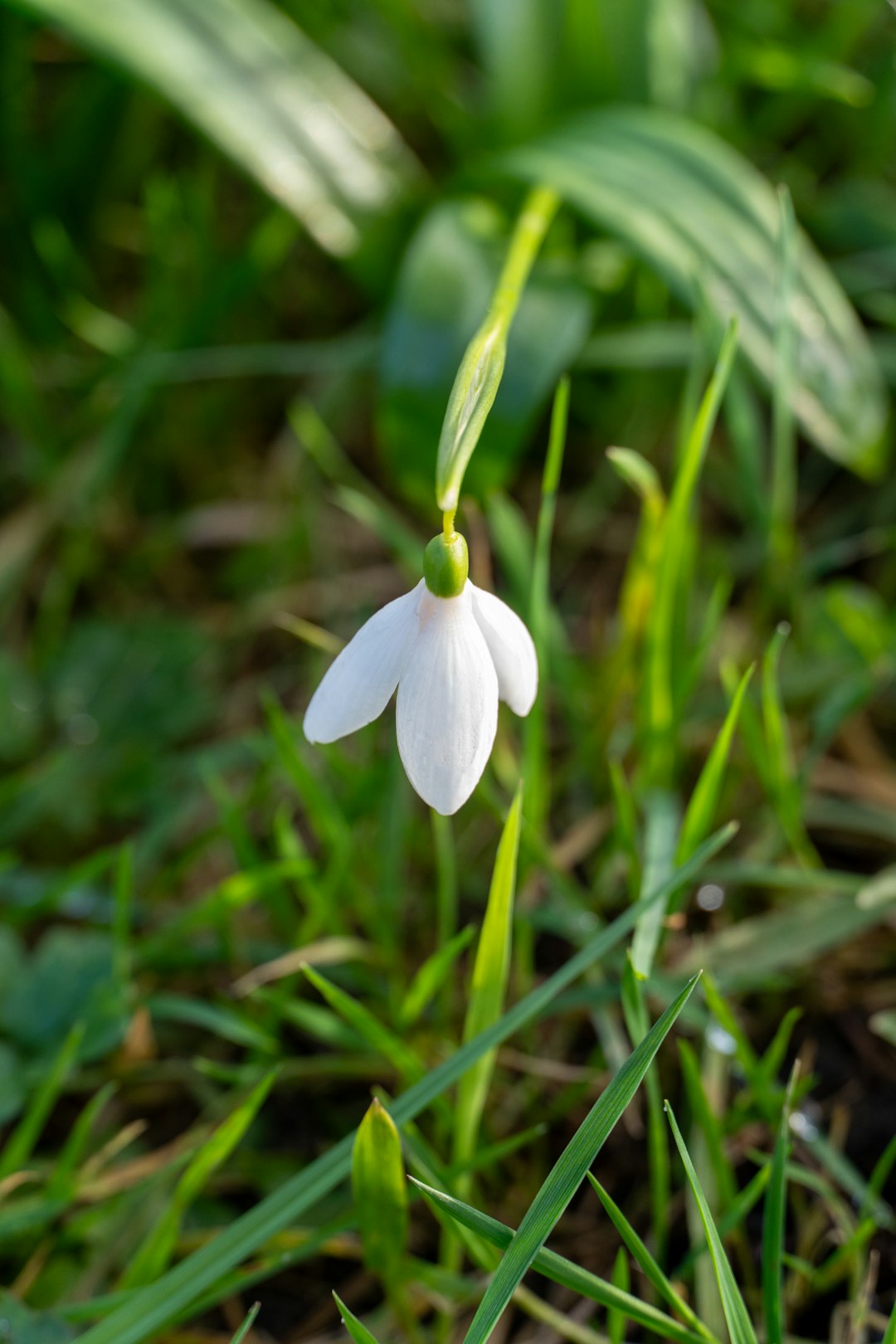 Botanics Wave wallpaper pattern — base photo: A single white snowdrop flower blooms in green grass.