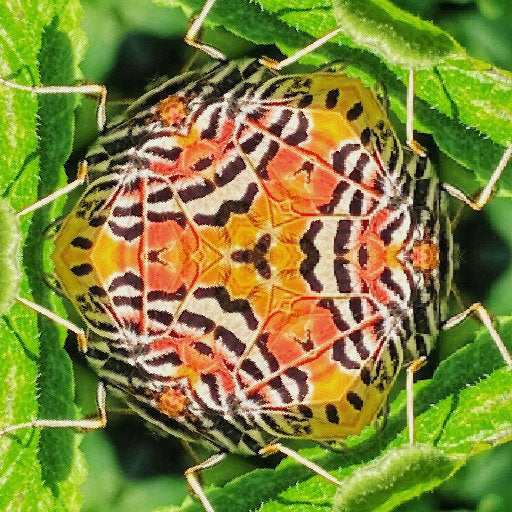 Entomology Hexagon wallpaper pattern