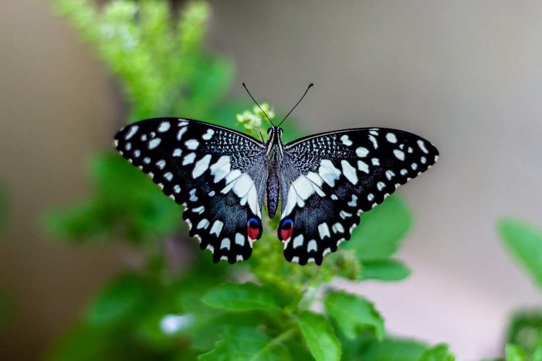 Entomology Hexagon wallpaper pattern — base photo: shallow focus photo of black and white butterfly