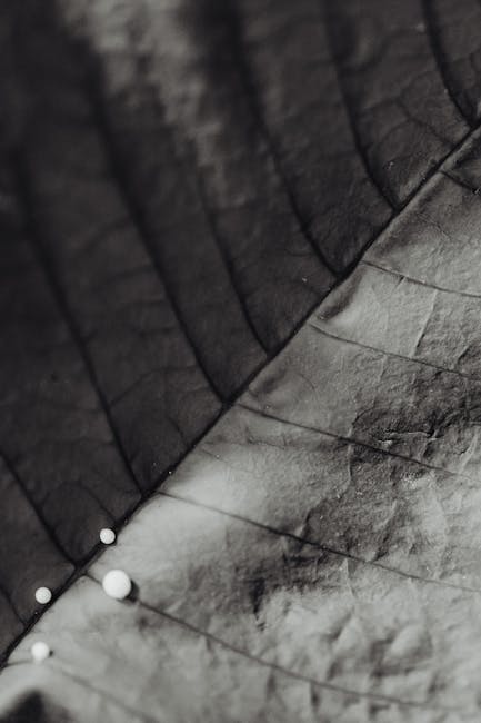 Seamless kaleidoscope wallpaper pattern — Geometry by wallpaper⁶ — base photo: A detailed monochrome macro image capturing the texture of a leaf with water droplets.